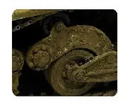 Boue épaisse européenne